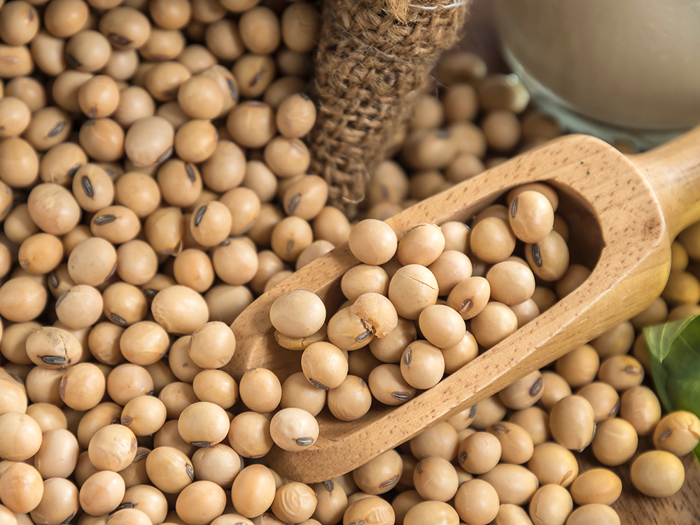 Nhóm đậu tương có thể tích lũy sau khi tăng mạnh trong phiên hôm qua